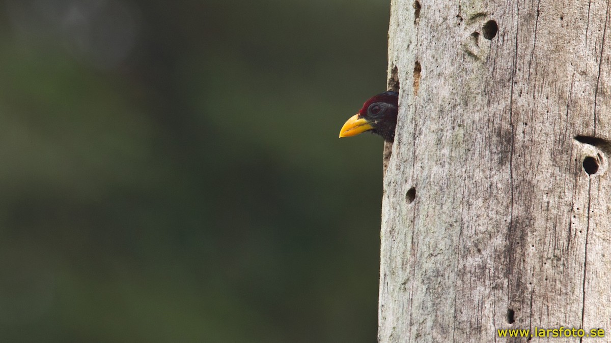 Yellow-billed Barbet (Western) - Lars Petersson | My World of Bird Photography