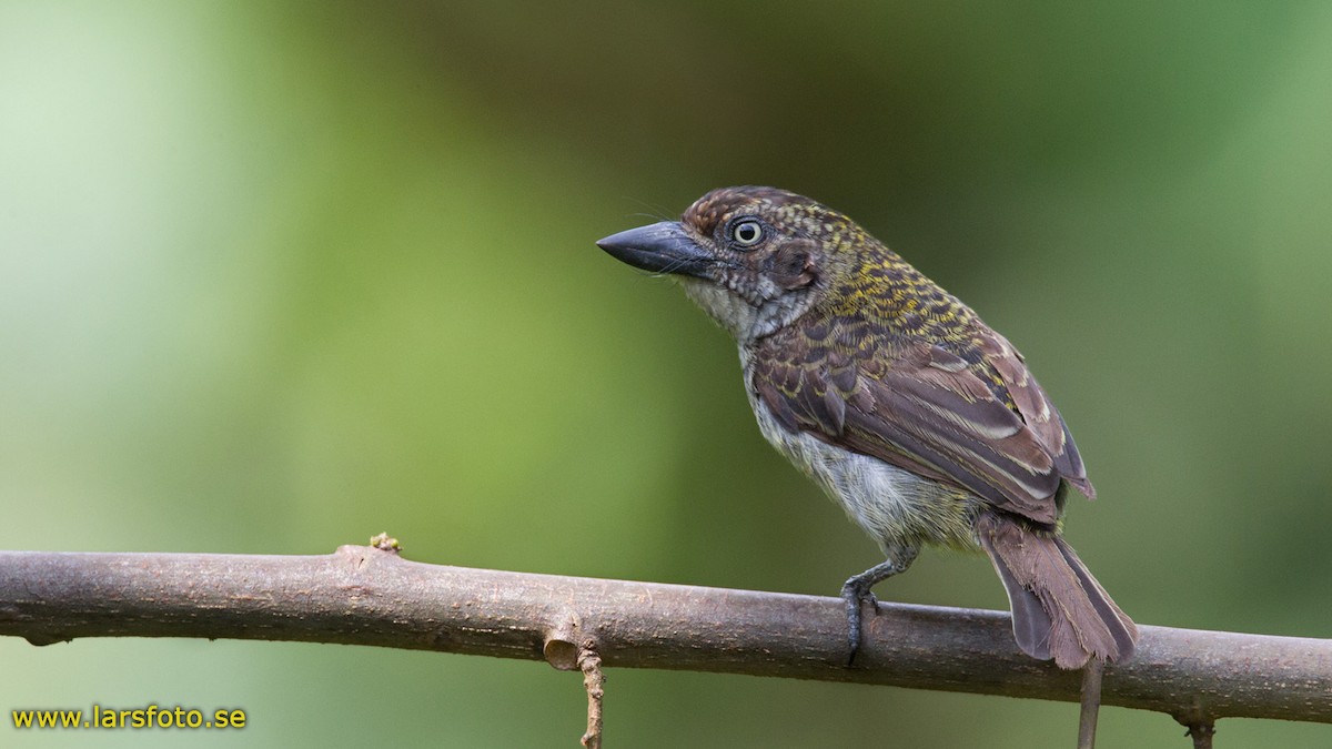 Speckled Tinkerbird - ML205910081