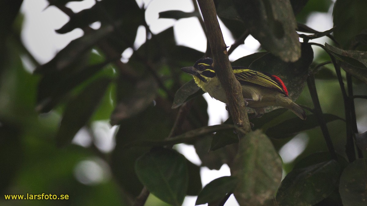 Red-rumped Tinkerbird - ML205910091