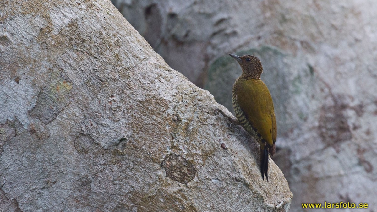 Green-backed Woodpecker (Little Green) - Lars Petersson | My World of Bird Photography