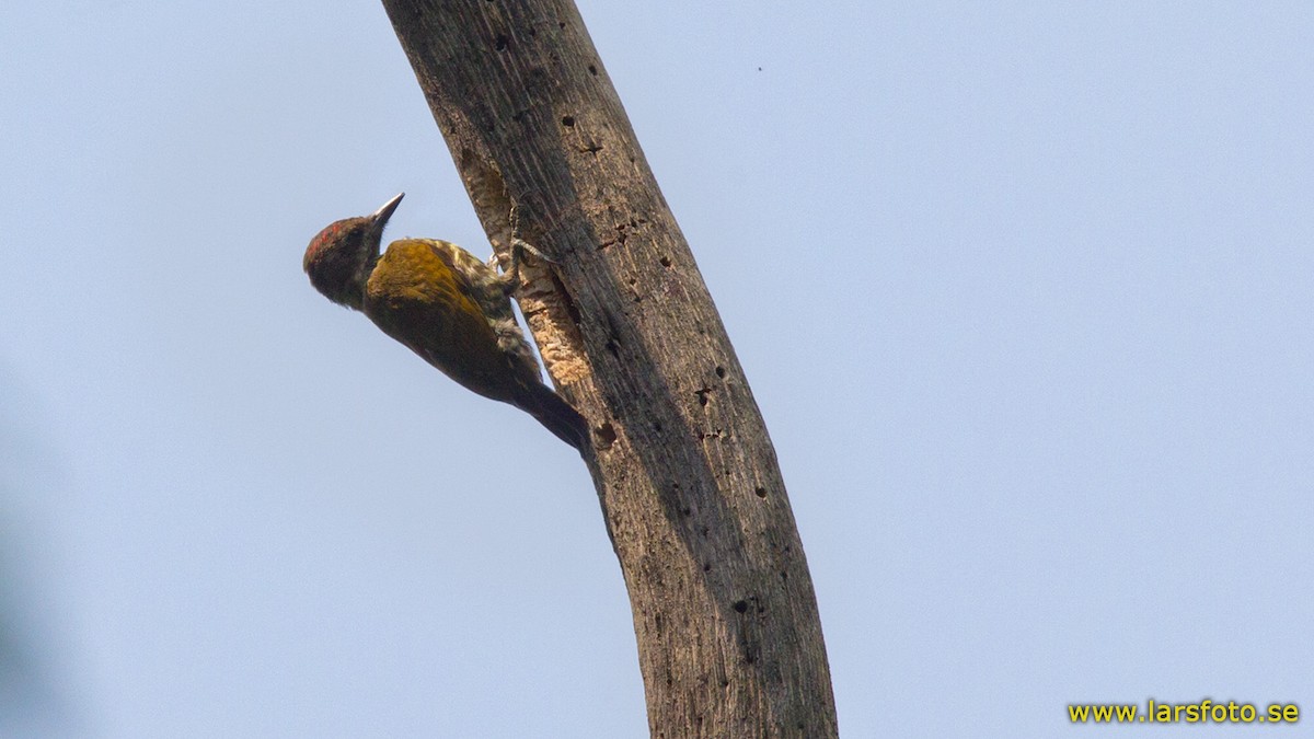 Melancholy Woodpecker - ML205910141