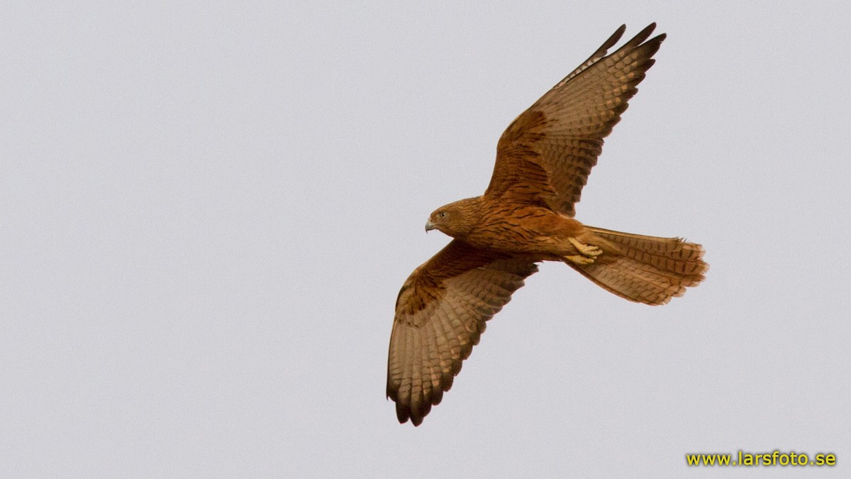 Fox Kestrel - ML205910401