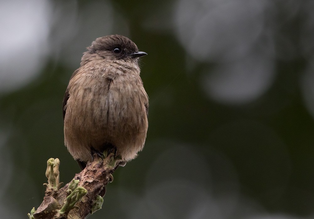 Sooty Flycatcher - Lars Petersson | My World of Bird Photography