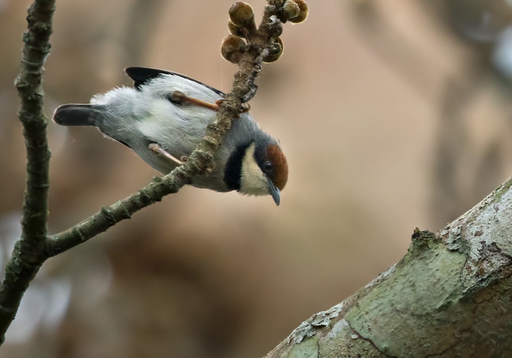 Rufous-crowned Eremomela - ML205910751