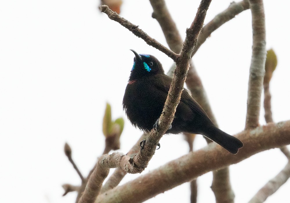 Green-throated Sunbird - ML205910761