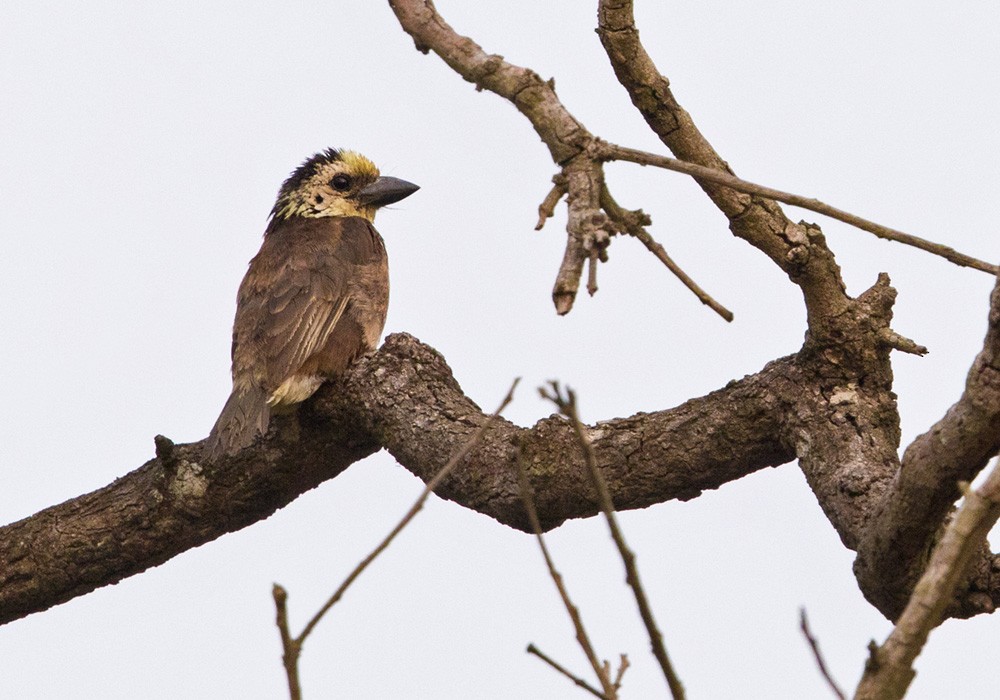 Sarı Kafalı Barbet - ML205910901