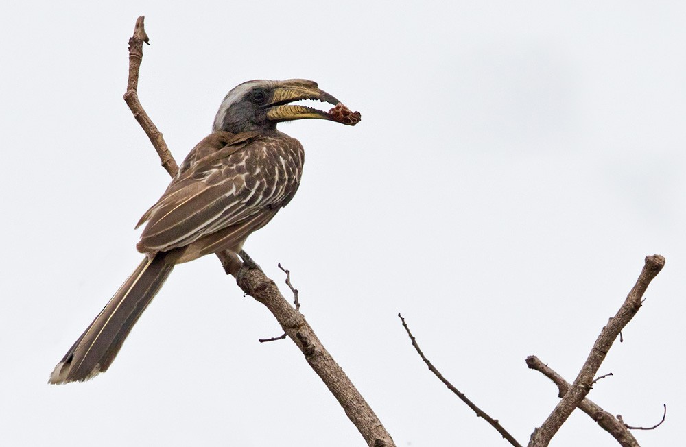 Pale-billed Hornbill - ML205910931