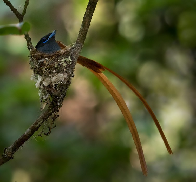 African Paradise-Flycatcher - ML205911001