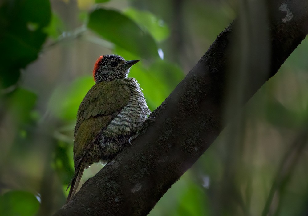 Green-backed Woodpecker (Plain-backed) - Lars Petersson | My World of Bird Photography