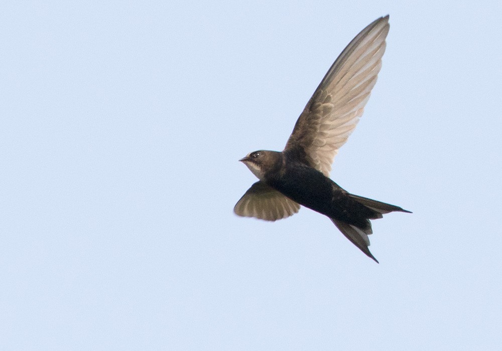White-rumped Swift - Lars Petersson | My World of Bird Photography