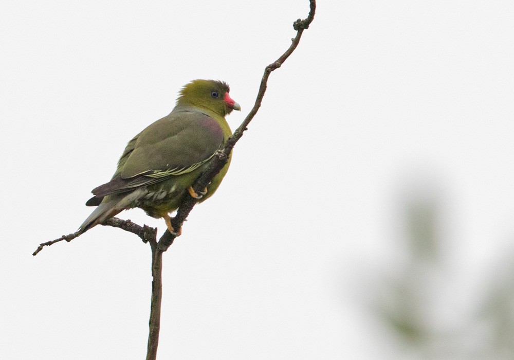 African Green-Pigeon (African) - ML205911081