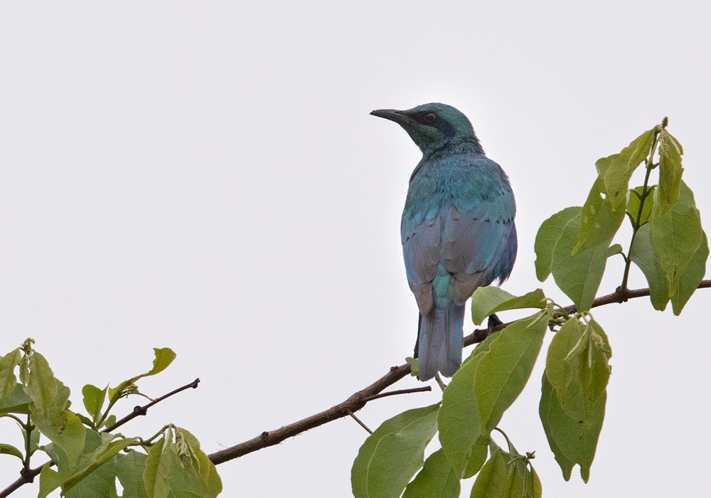 Sharp-tailed Starling - ML205911091