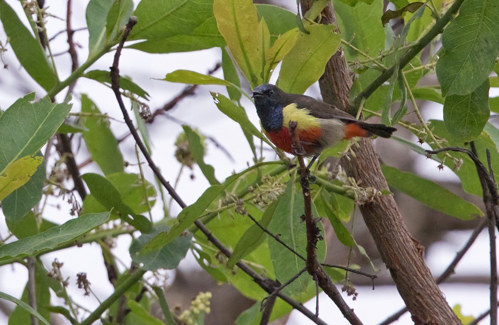 Anchieta's Sunbird - Lars Petersson | My World of Bird Photography