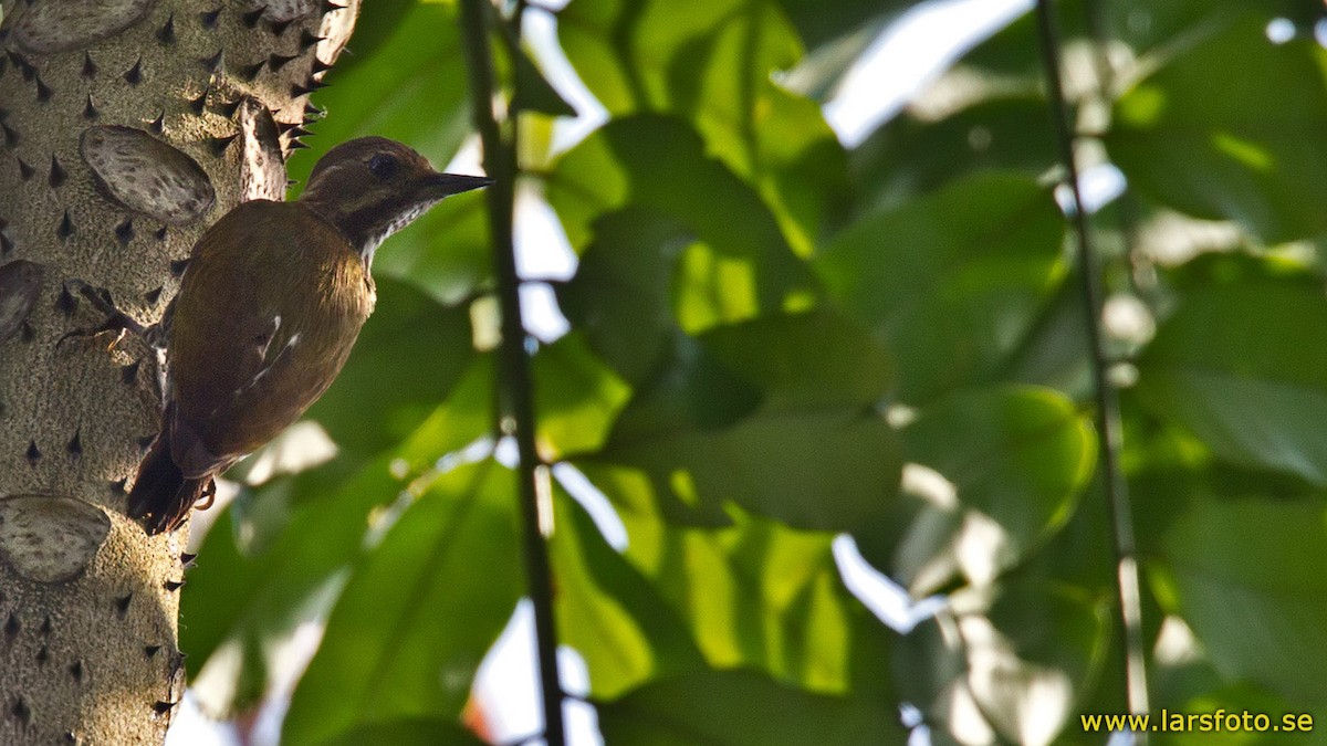 Melancholy Woodpecker - ML205911211