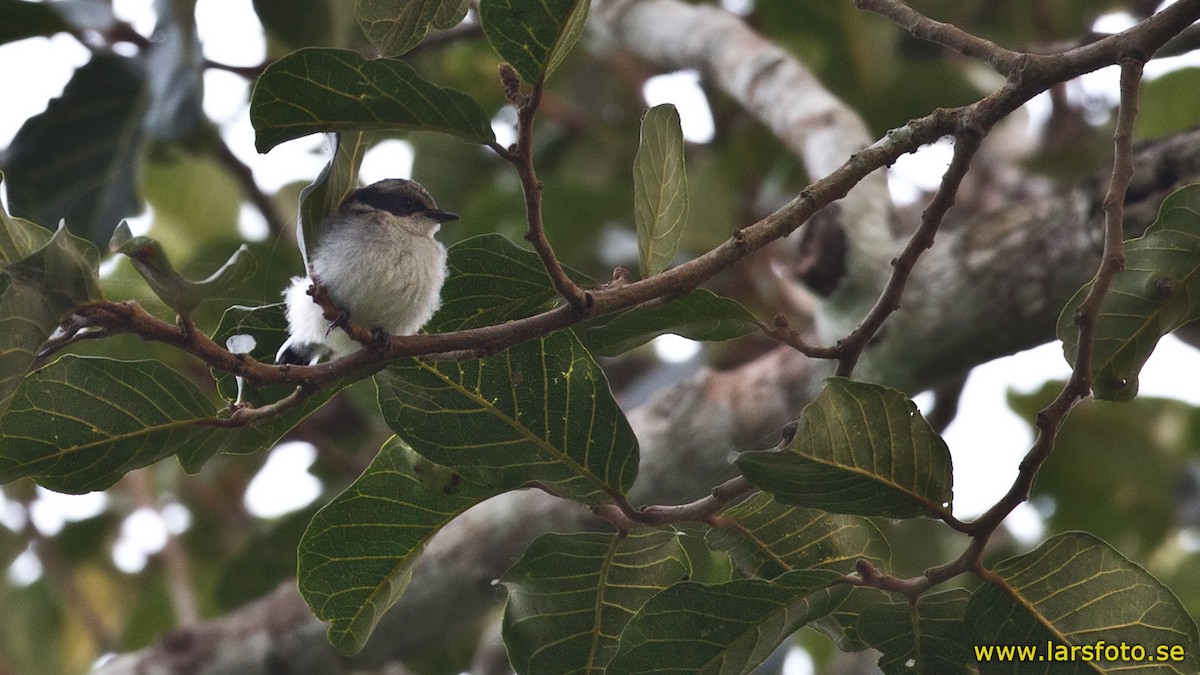 West African Batis - Lars Petersson | My World of Bird Photography