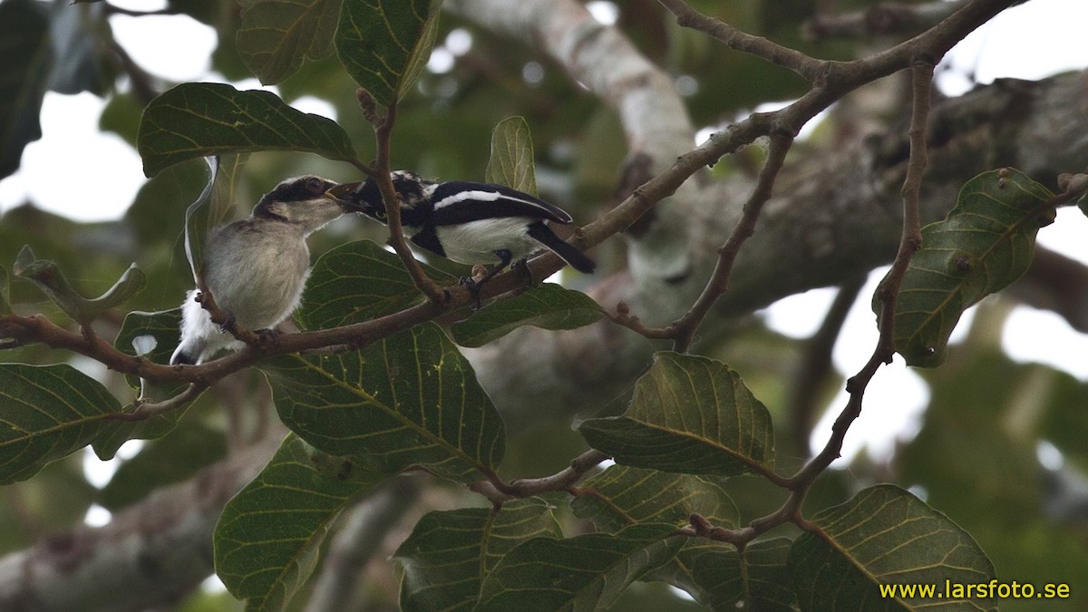 West African Batis - ML205911241