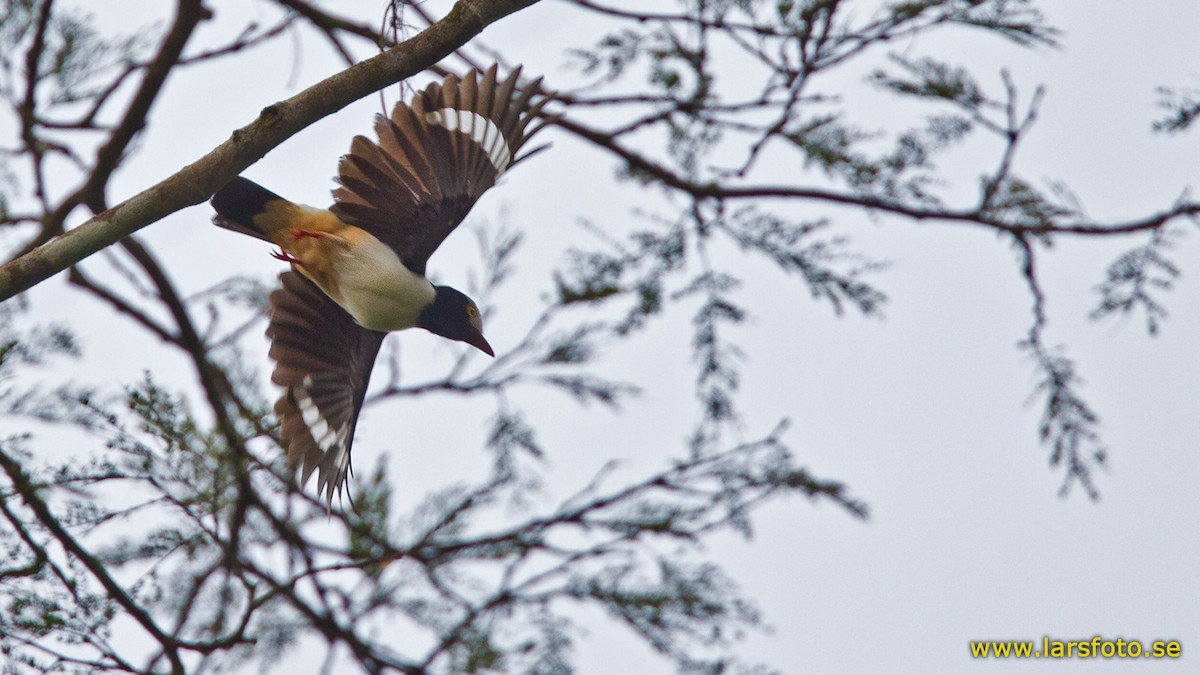 Red-billed Helmetshrike (Red-billed) - Lars Petersson | My World of Bird Photography