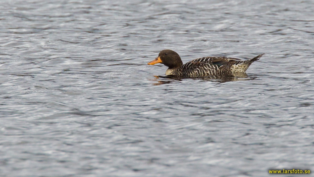 Salvadori's Teal - Lars Petersson | My World of Bird Photography