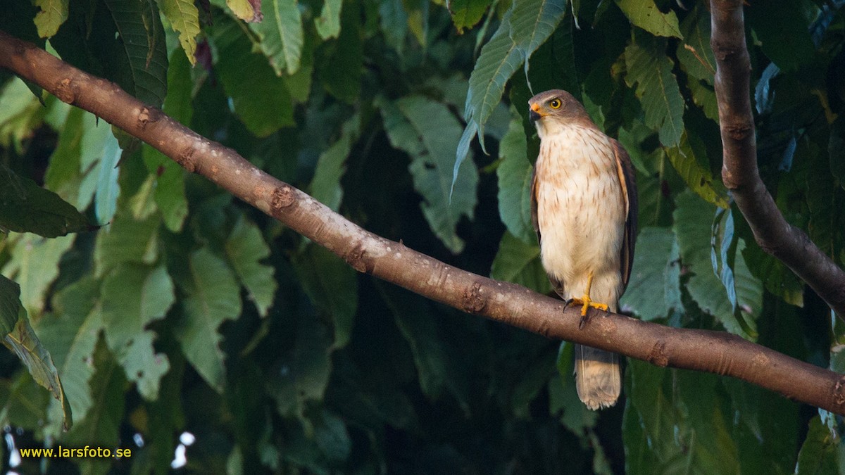 Variable Goshawk (Variable) - ML205911341