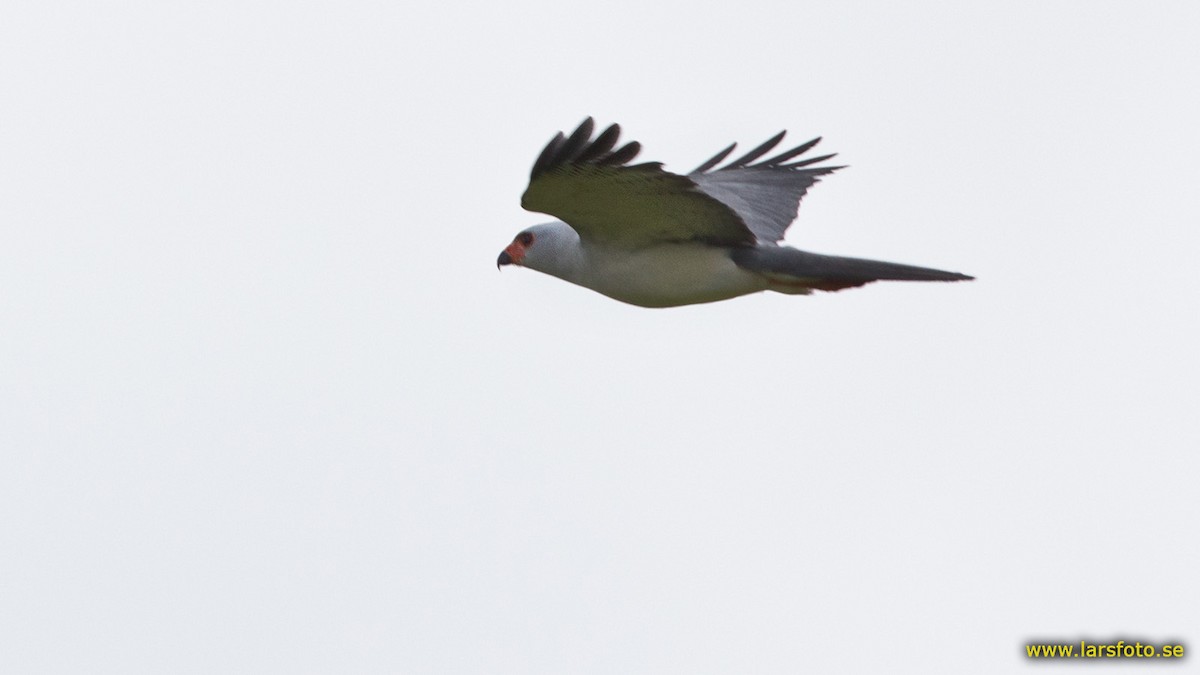 Gray-headed Goshawk - ML205911351