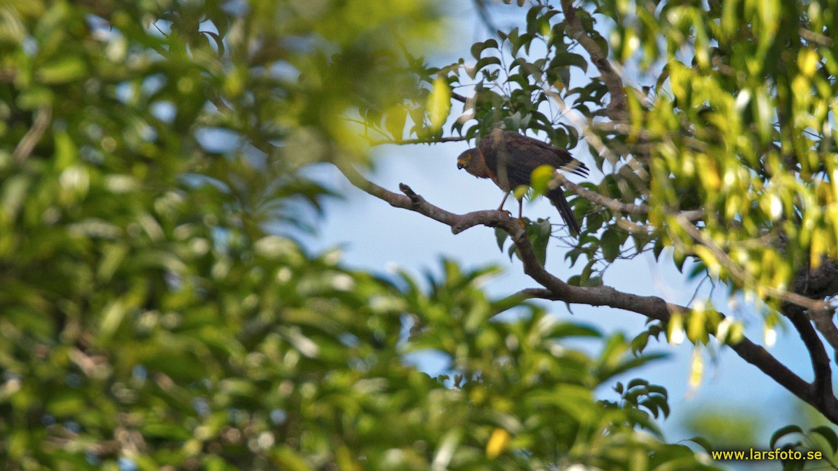 Variable Goshawk - ML205911361