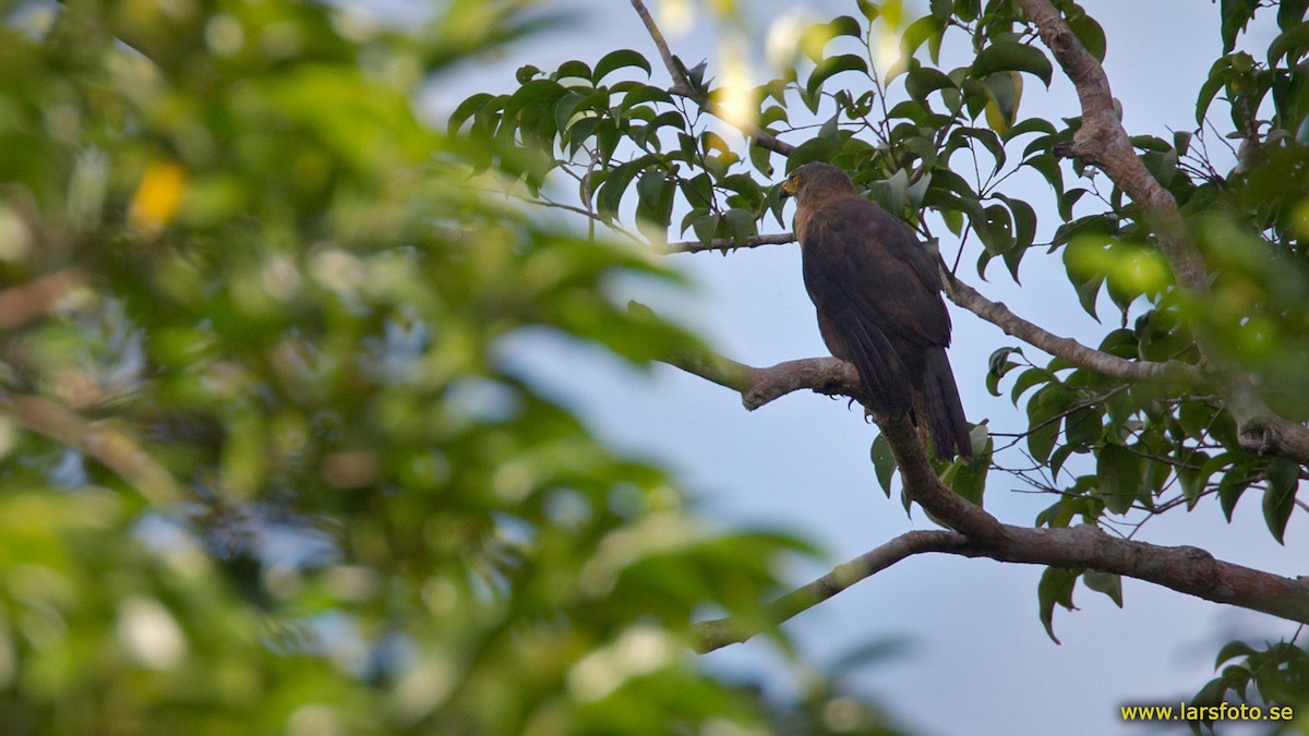 Variable Goshawk - ML205911371