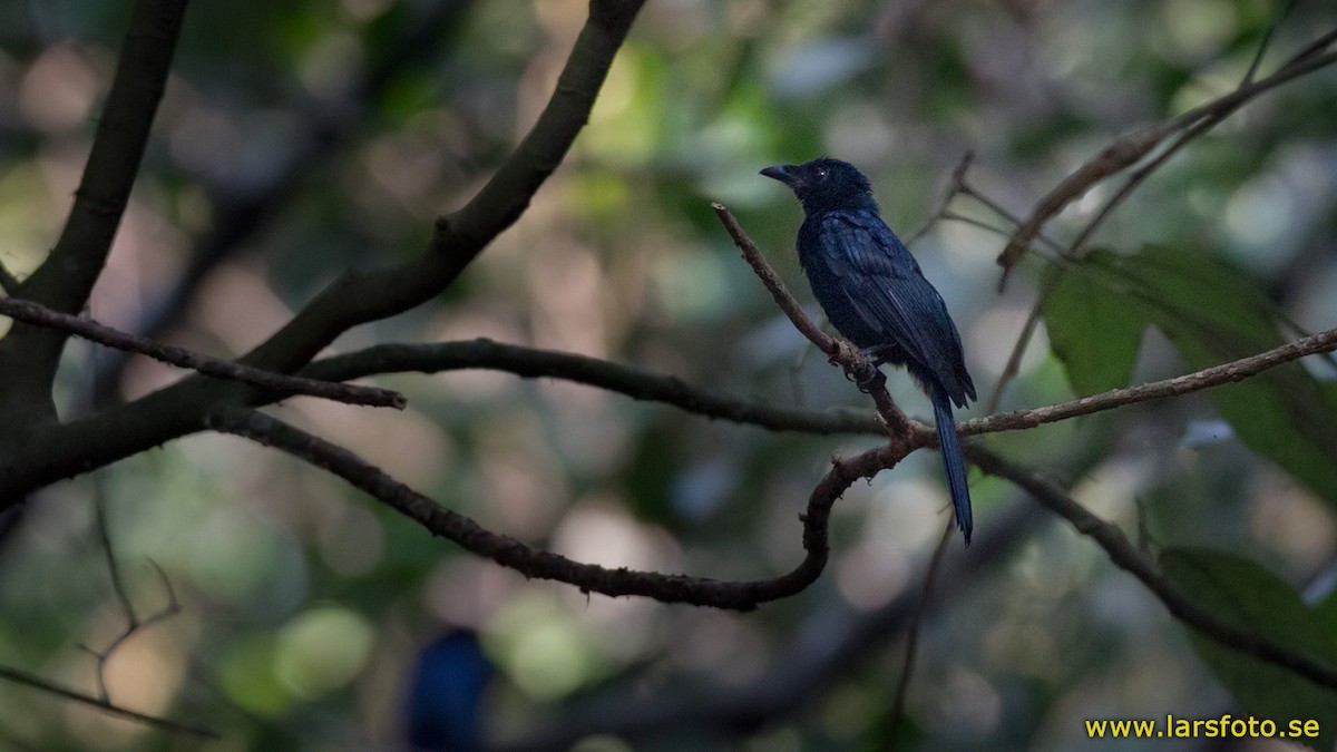 Shining Drongo - ML205911461