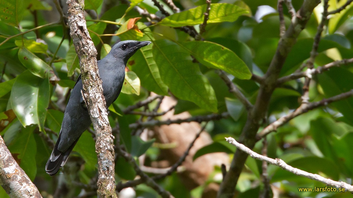 Common Cicadabird (Geelvink) - ML205911791