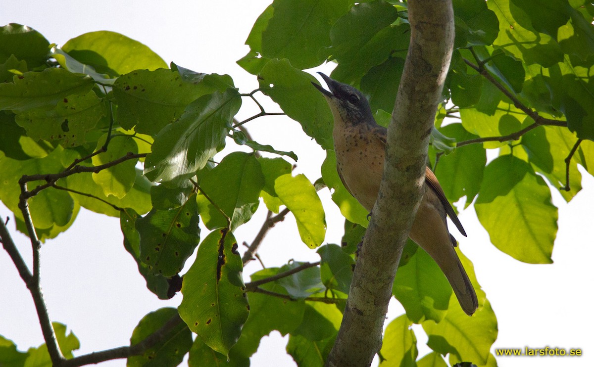 Common Cicadabird (Geelvink) - ML205911811