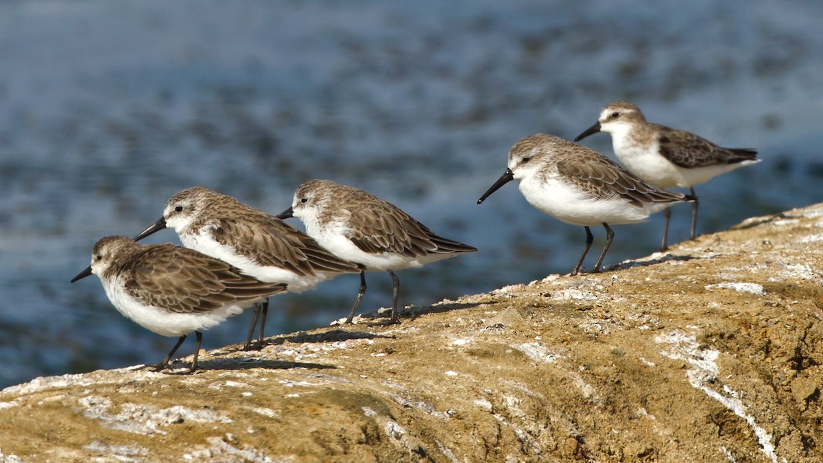 Western Sandpiper - ML205911971