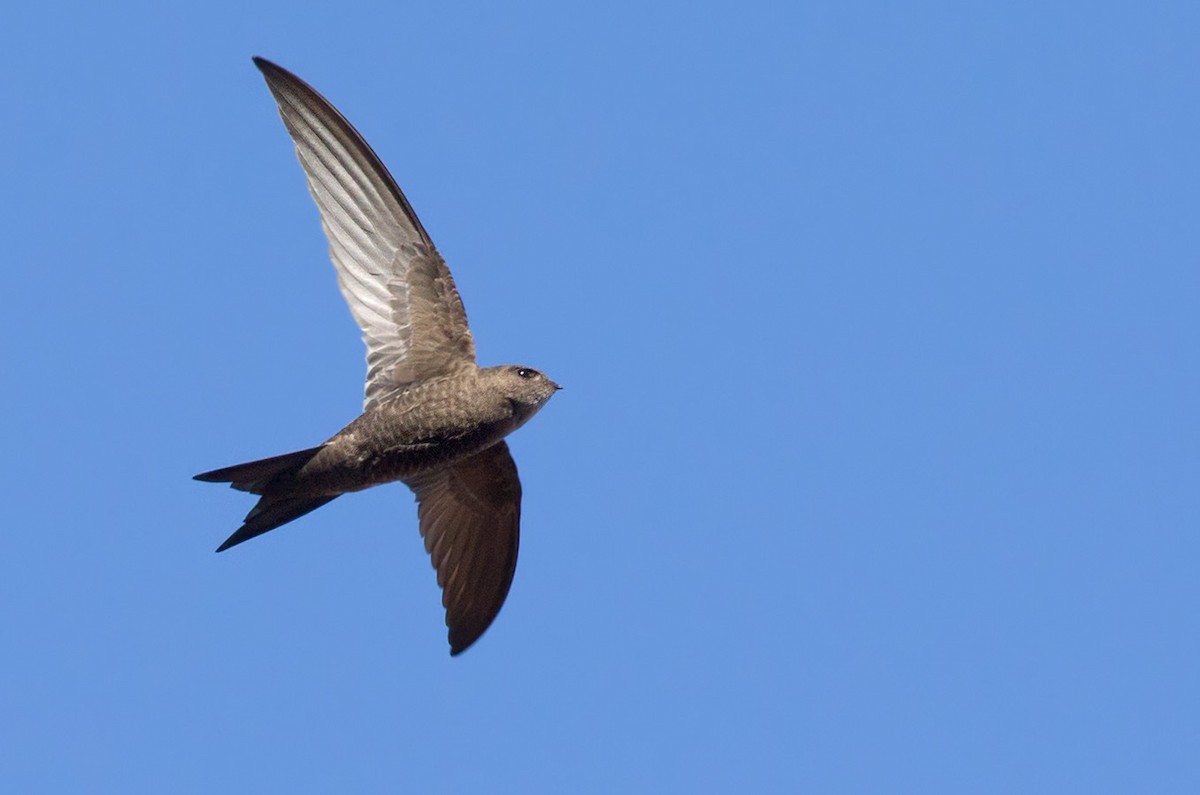 Plain Swift - ML205912061