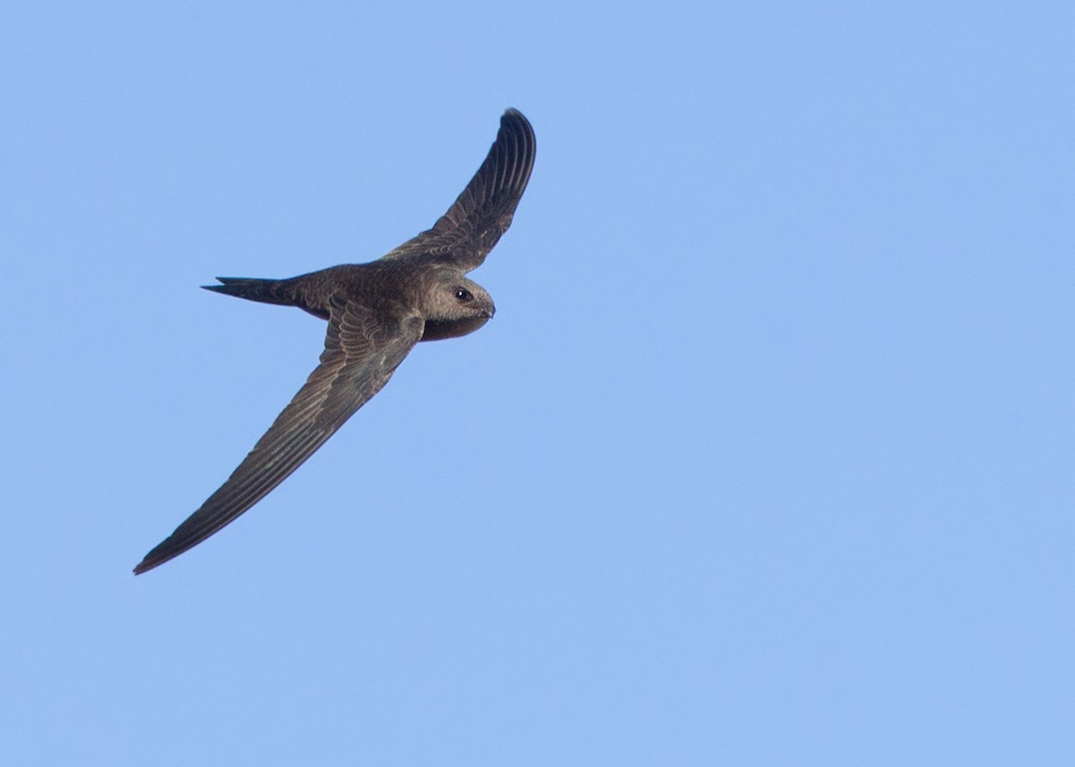 Plain Swift - Lars Petersson | My World of Bird Photography