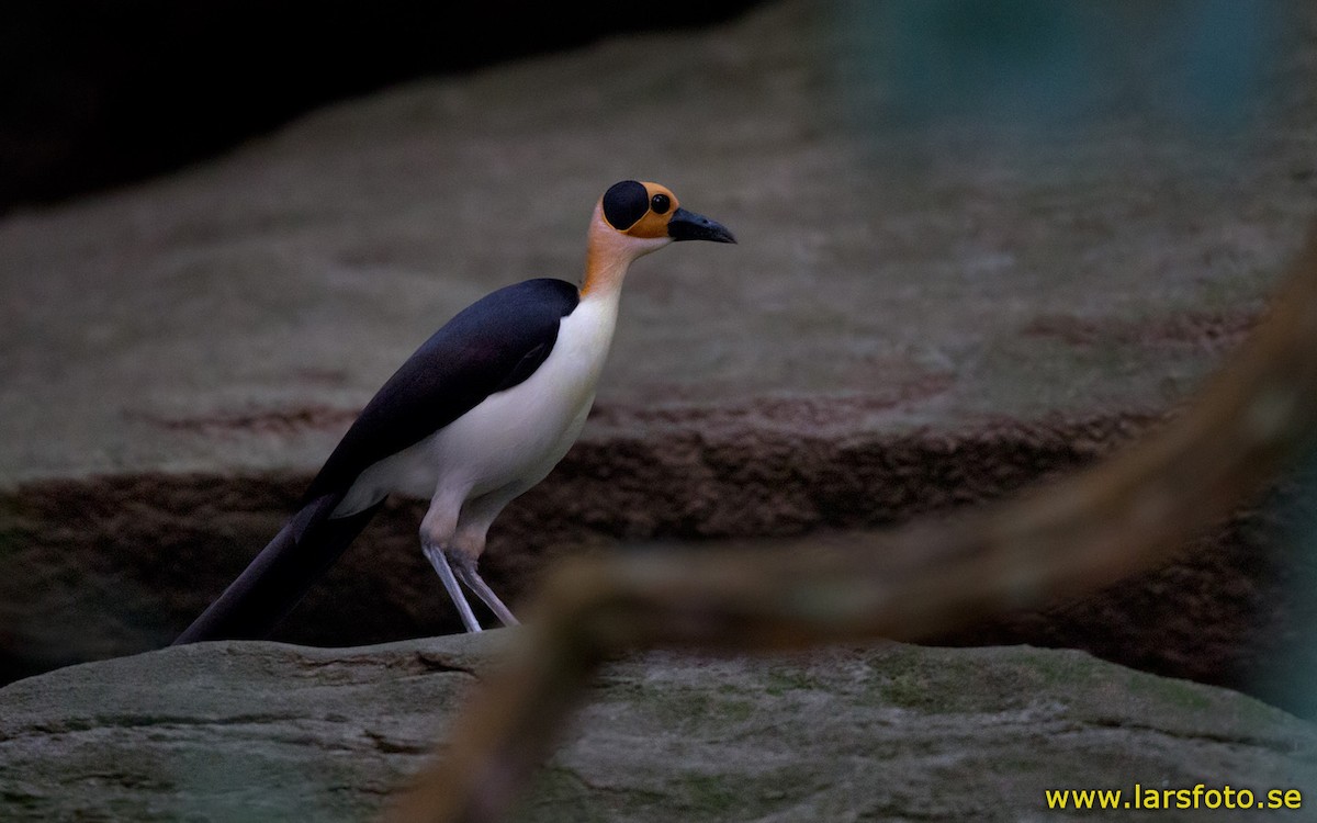 White-necked Rockfowl - ML205912261