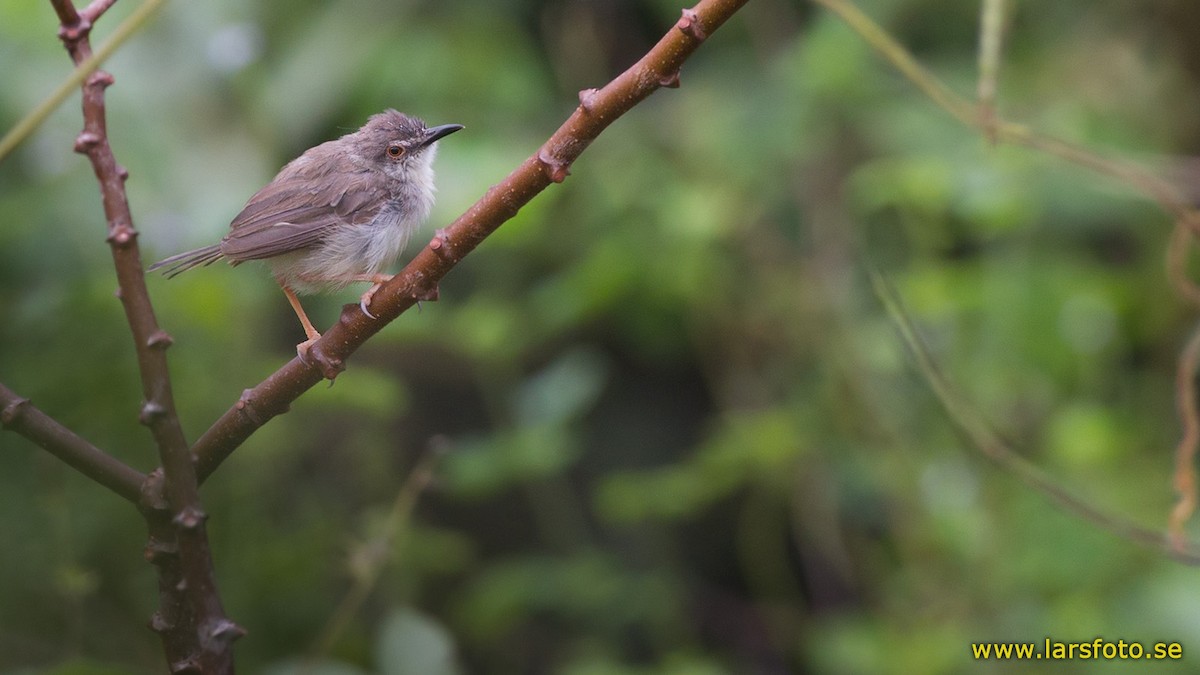 Tawny-flanked Prinia - ML205912331