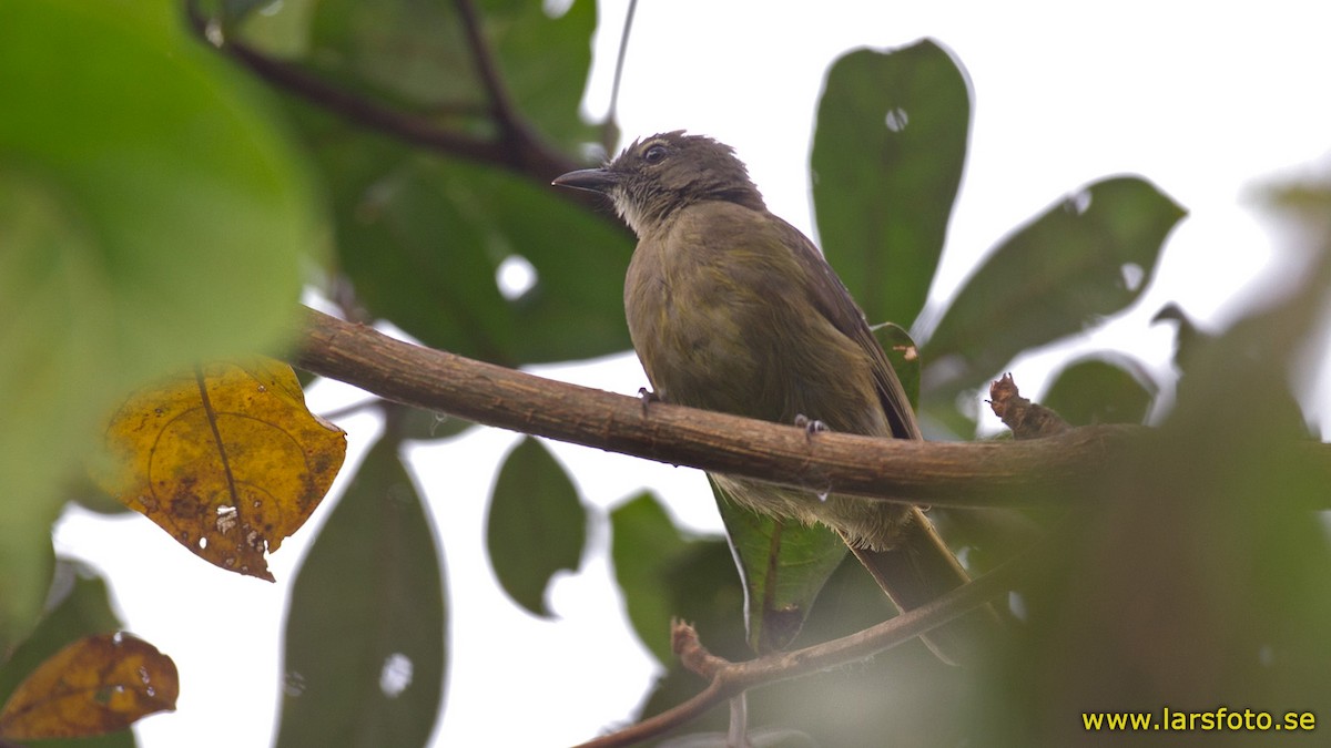 Gray Greenbul - ML205912371