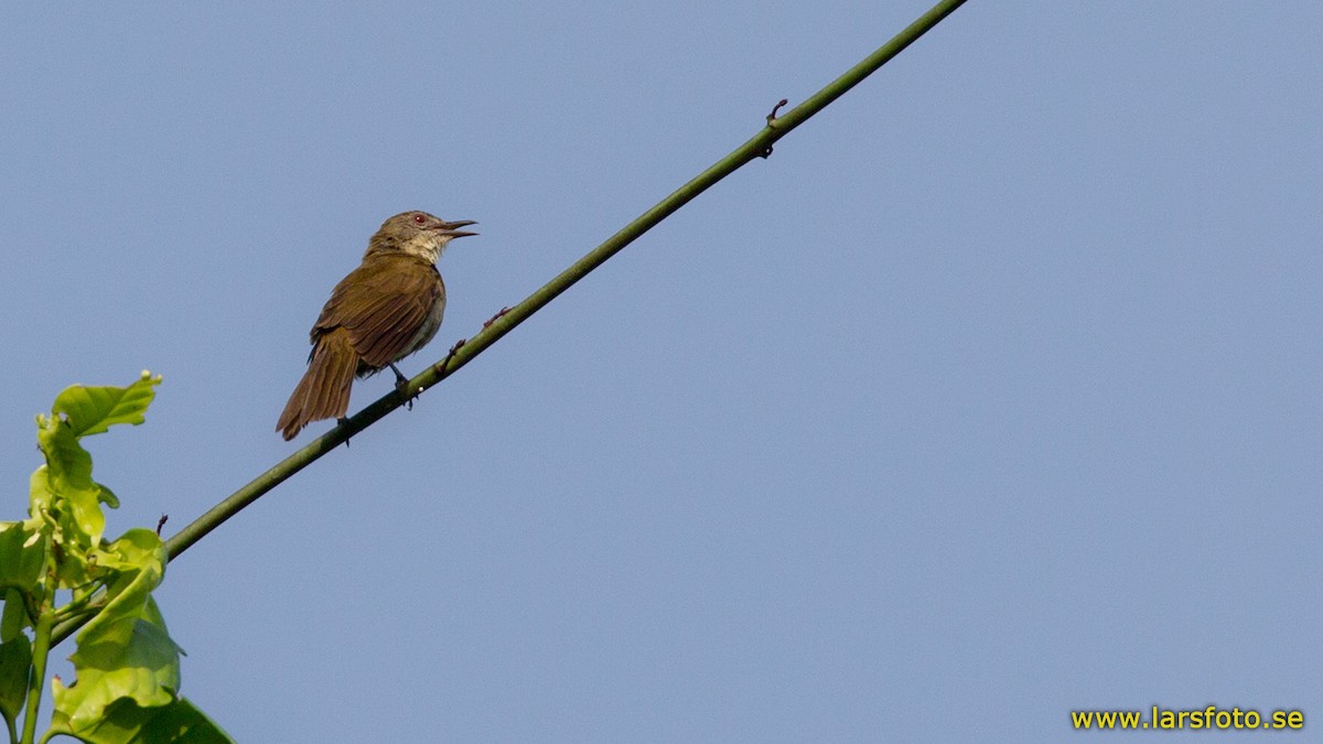 Slender-billed Greenbul - Lars Petersson | My World of Bird Photography