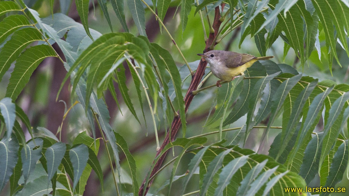 Senegal Eremomela - ML205912421