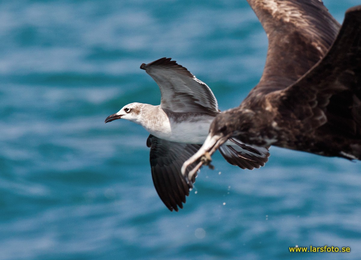 Laughing Gull - ML205912901