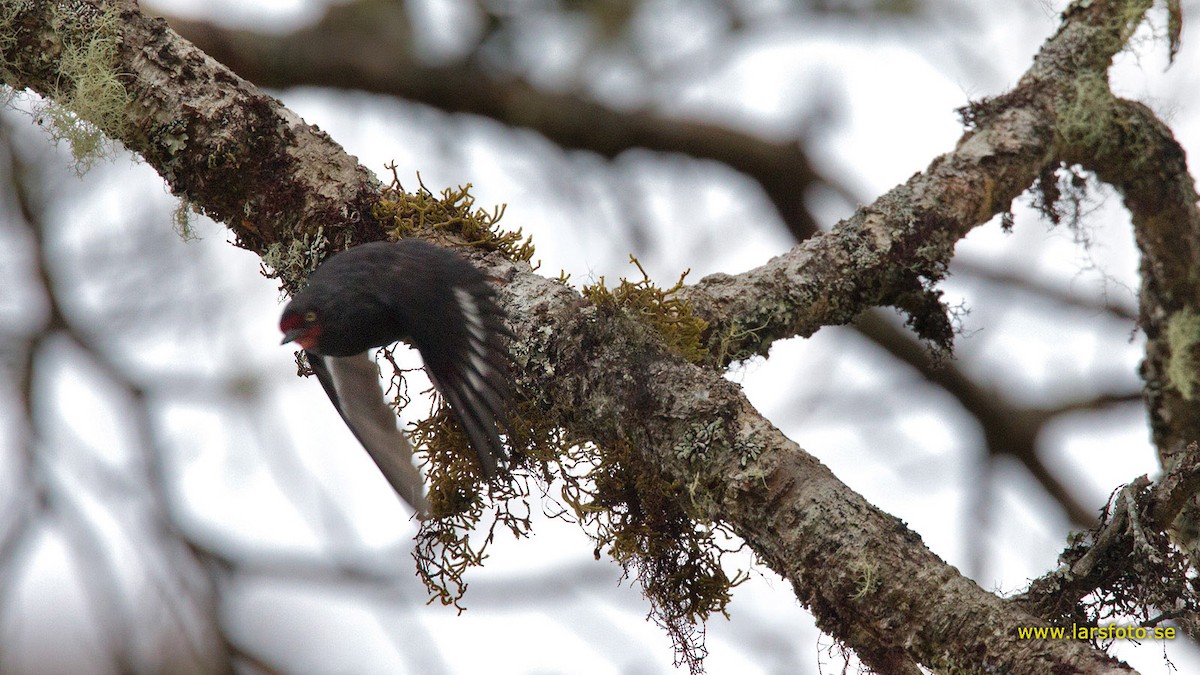 Black Sittella - Lars Petersson | My World of Bird Photography