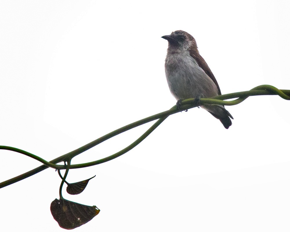 Mottled Flowerpecker - ML205913061