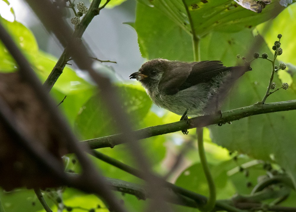 Mottled Flowerpecker - ML205913071