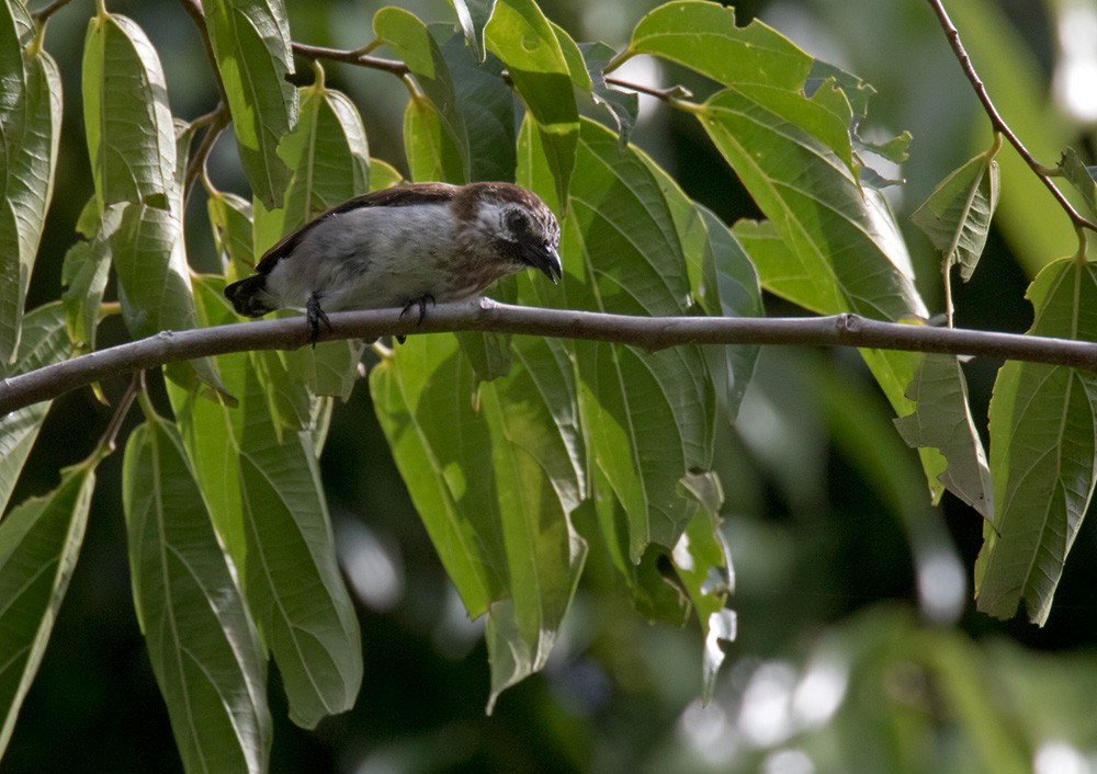 Mottled Flowerpecker - Lars Petersson | My World of Bird Photography