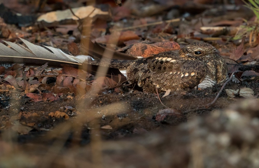 Pennant-winged Nightjar - ML205913101