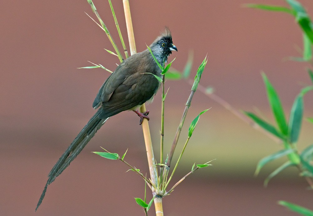 Red-backed Mousebird - Lars Petersson | My World of Bird Photography