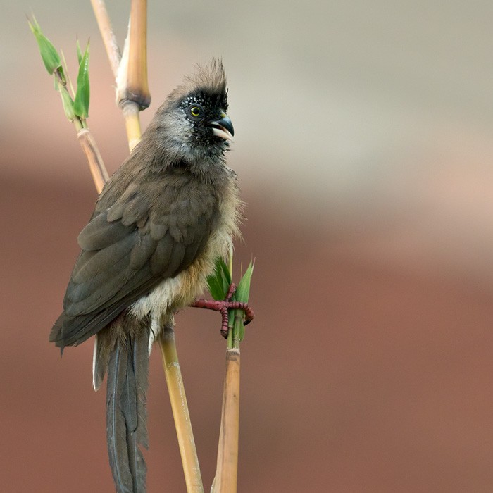 Red-backed Mousebird - ML205913161