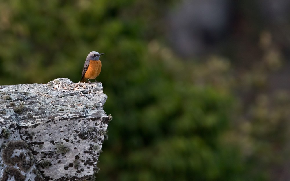 Short-toed Rock-Thrush (White-crowned) - ML205913181