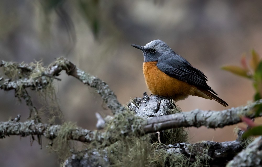 Short-toed Rock-Thrush (White-crowned) - ML205913191