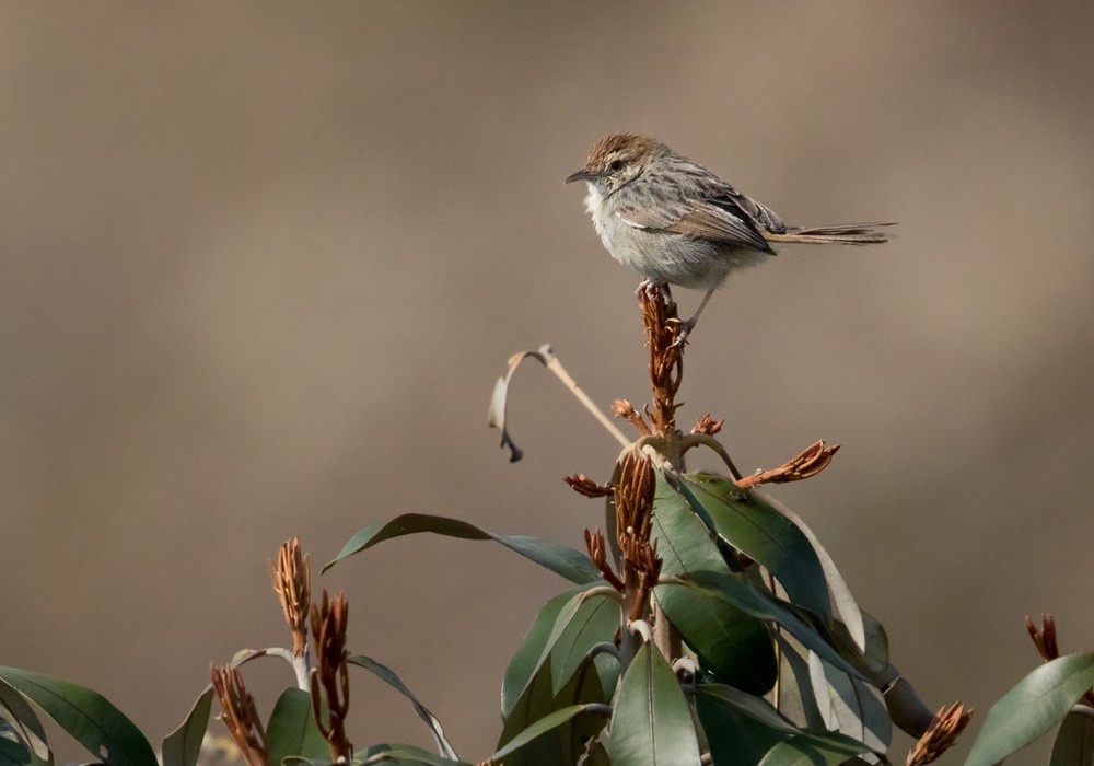 Wailing Cisticola (Wailing) - ML205913201