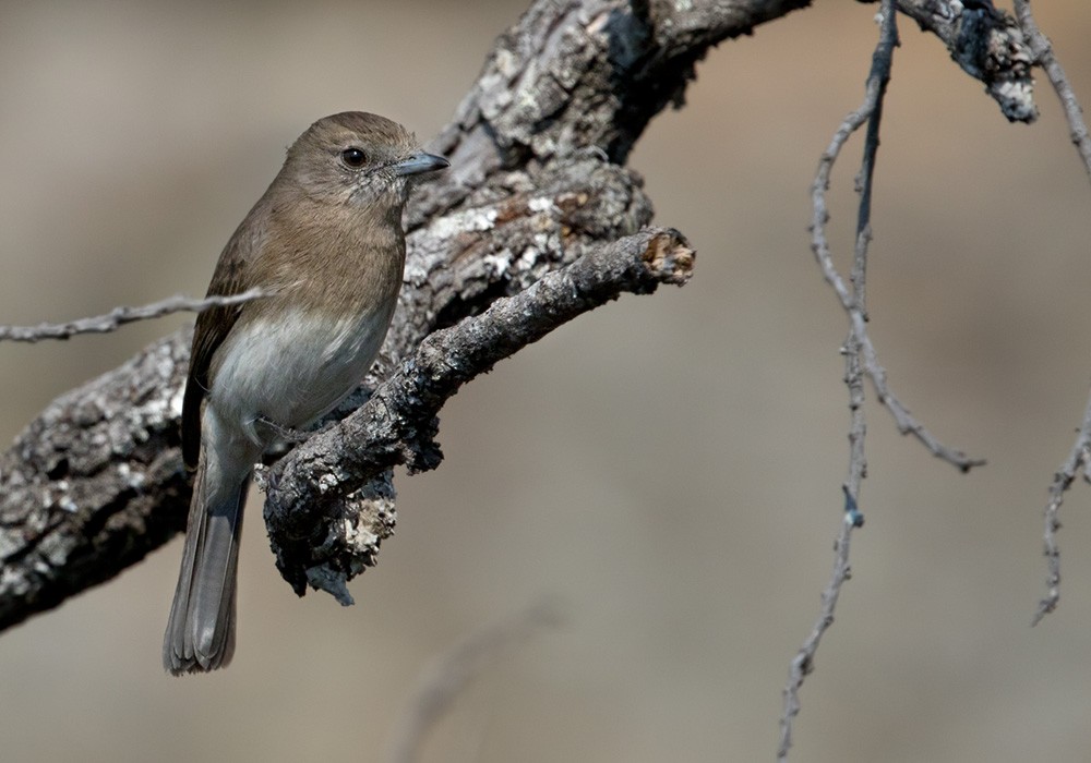 Angola Slaty-Flycatcher - Lars Petersson | My World of Bird Photography