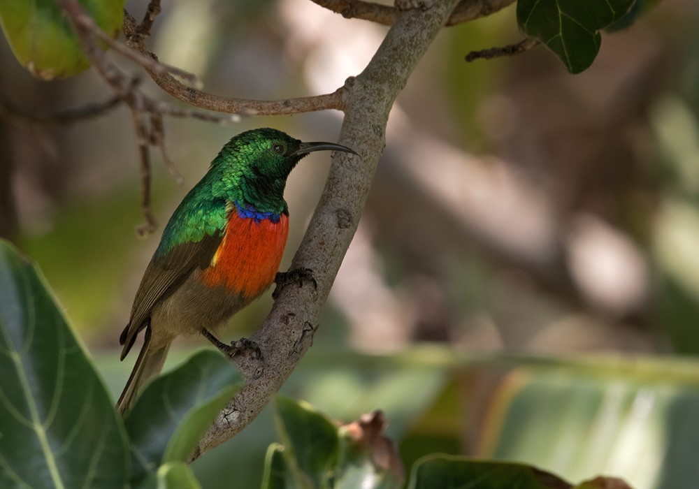 Montane Double-collared Sunbird (Western) - ML205913311